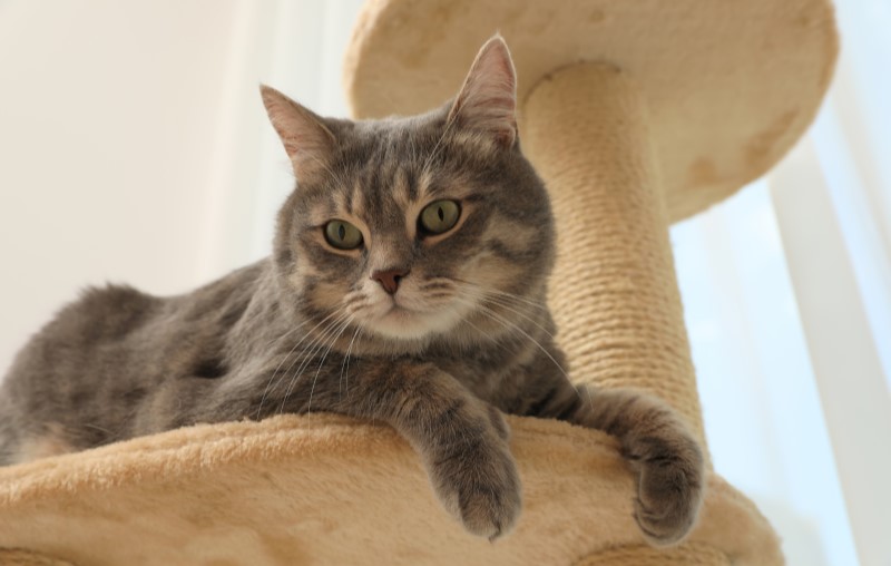 Dicas para boa convivência com bichos de estimação | Foto de um gato | Estilo de Vida | Blog Alea