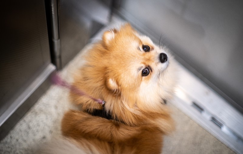 Elevador de serviço para levar o cachorro | Foto de um cachorro no elevador | Estilo de Vida | Blog Alea