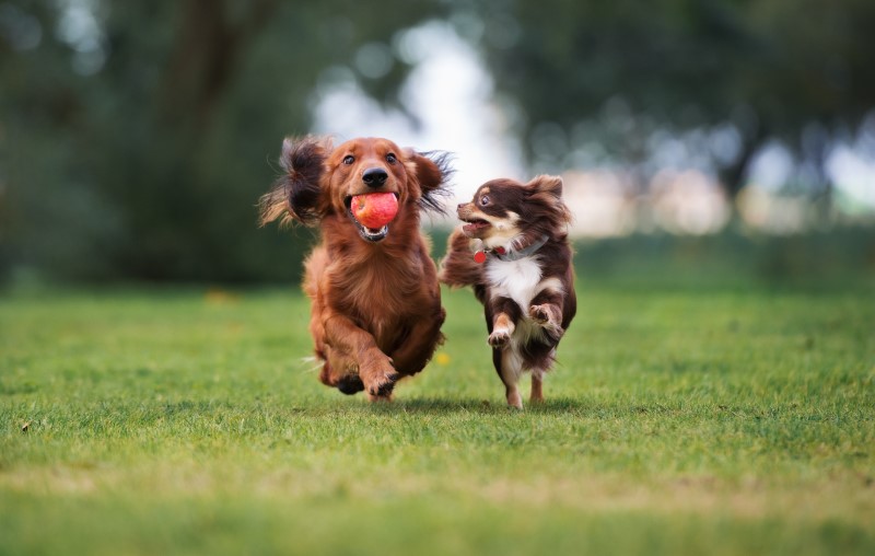 Espaço pet para animais em condomínio | Foto de dois cachorros correndo | Estilo de Vida | Blog Alea